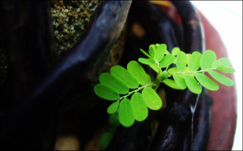 Free stock image of Green Leaves created by RIC ALTEA