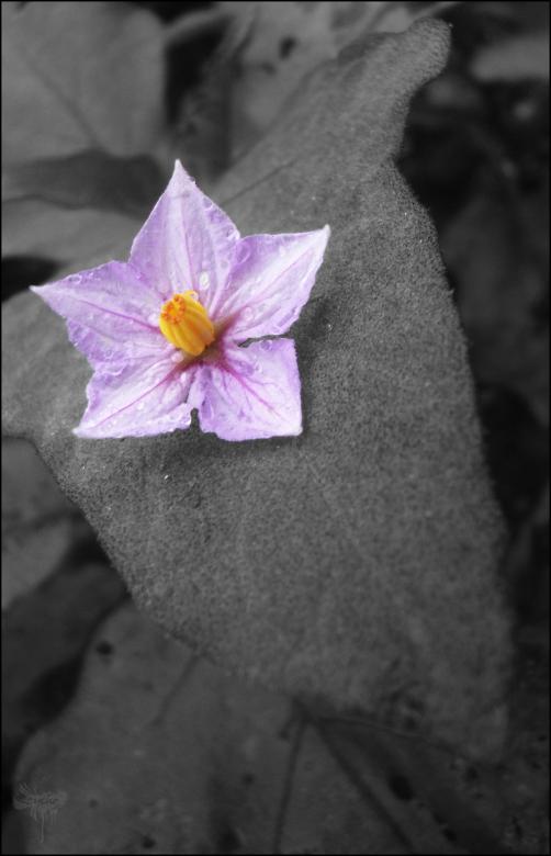 Free stock image of Purple Bloom created by RIC ALTEA