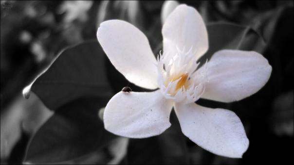 White Bloom