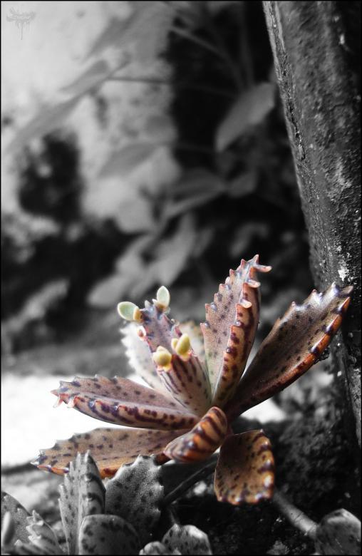 Free stock image of Brown Flower created by RIC ALTEA