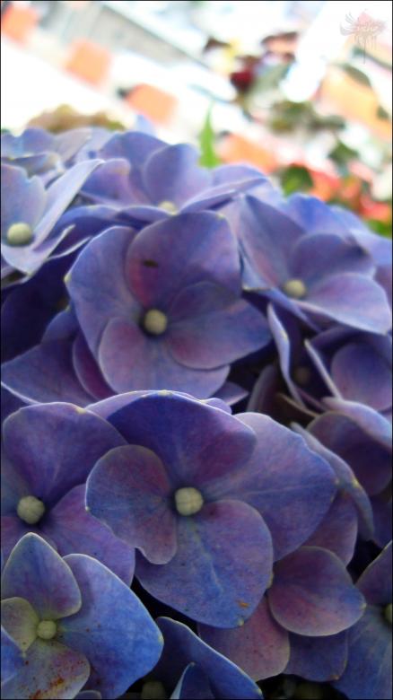 Free stock image of Purple Flowers created by RIC ALTEA