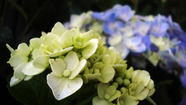 White and purple flowers