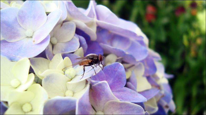 Free stock image of White and purple flowers created by RIC ALTEA
