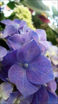 White and purple flowers - Free Stock Photo