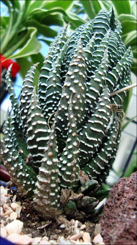 Free stock image of Green Plant created by RIC ALTEA