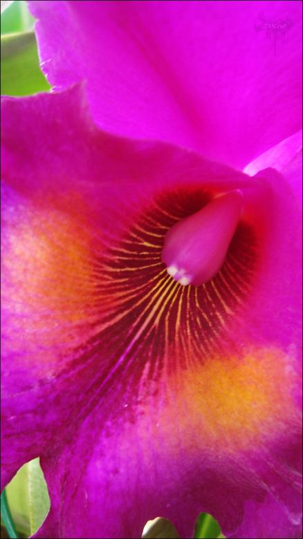 Free stock image of Pink Flower created by RIC ALTEA