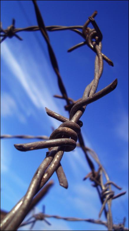 Free stock image of Barbwire created by RIC ALTEA