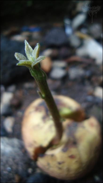 Free stock image of Sprout created by RIC ALTEA