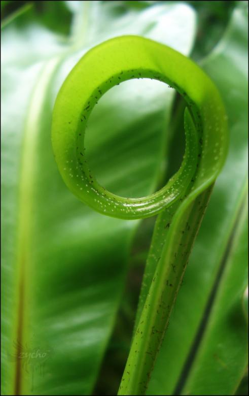 Free stock image of Curled Leaf created by RIC ALTEA