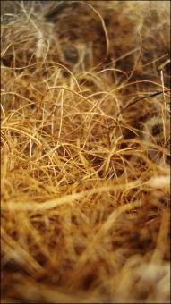 Yellow dry grass