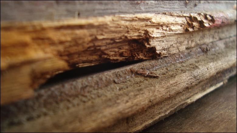 Free stock image of Wood Texture created by RIC ALTEA