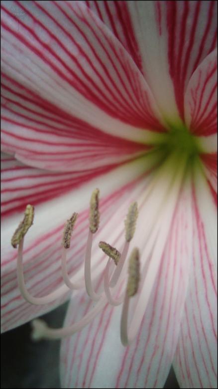 Free stock image of Blooming flower created by RIC ALTEA