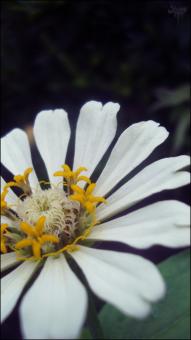 White Flower
