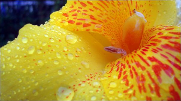 Yellow Flower Closeup - Free Stock Photo