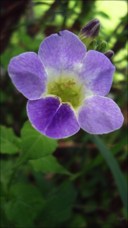 Free stock image of Purple Flower created by RIC ALTEA