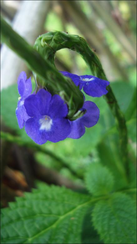 Free stock image of Blue Flower created by RIC ALTEA