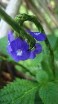 Blue Flower