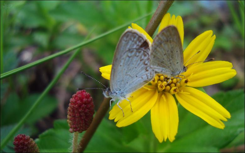Free stock image of Butterfly on yellow flower created by RIC ALTEA