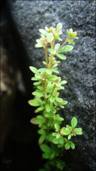 Green Plant