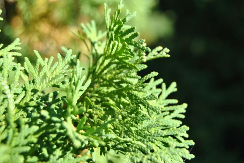Free stock image of Green Plant created by volf laurentiu emanuel