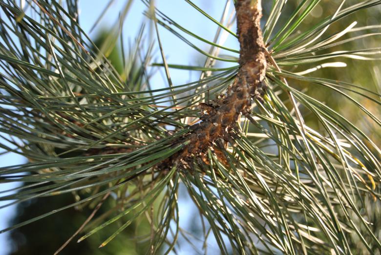 Free stock image of Pine created by volf laurentiu emanuel