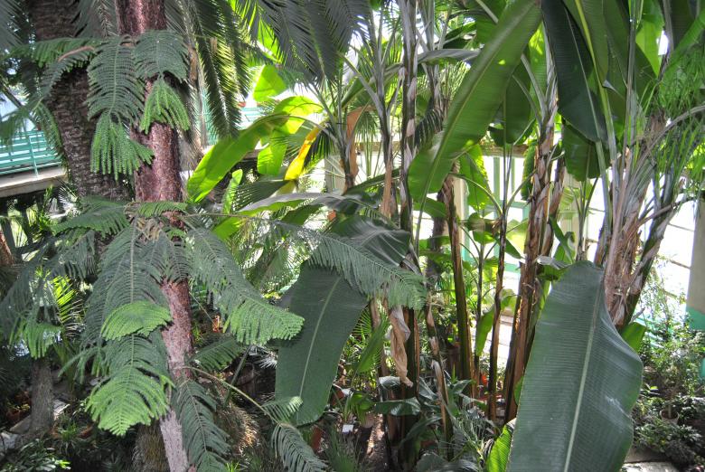 Free stock image of Green Leaves created by volf laurentiu emanuel