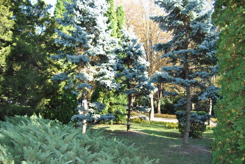 Free stock image of Green Garden created by volf laurentiu emanuel