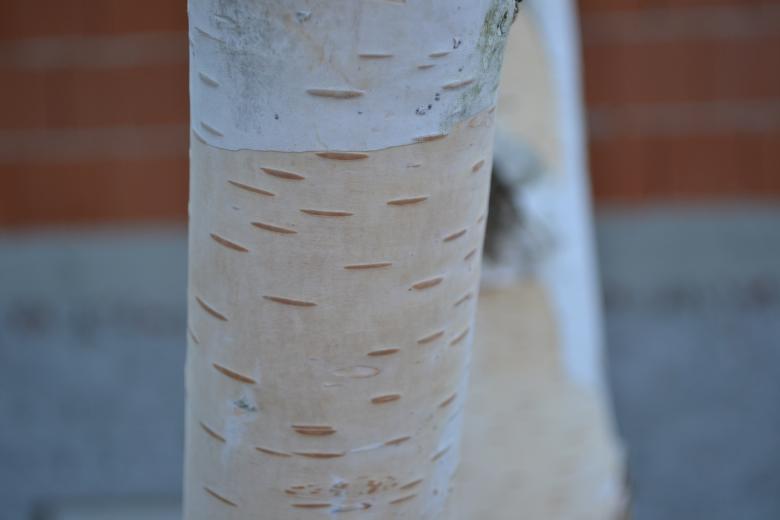 Free stock image of Tree created by Tilen Hrovatic