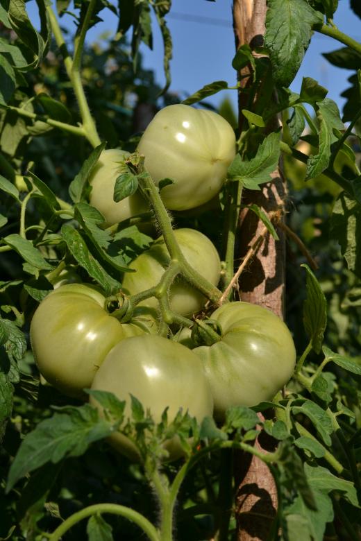 Free stock image of Green Tomatoes created by Tilen Hrovatic