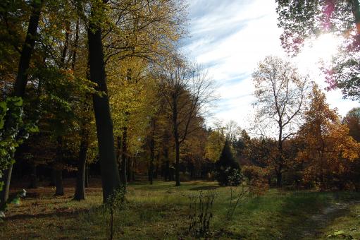 Shiny autumn - Free Stock Photo