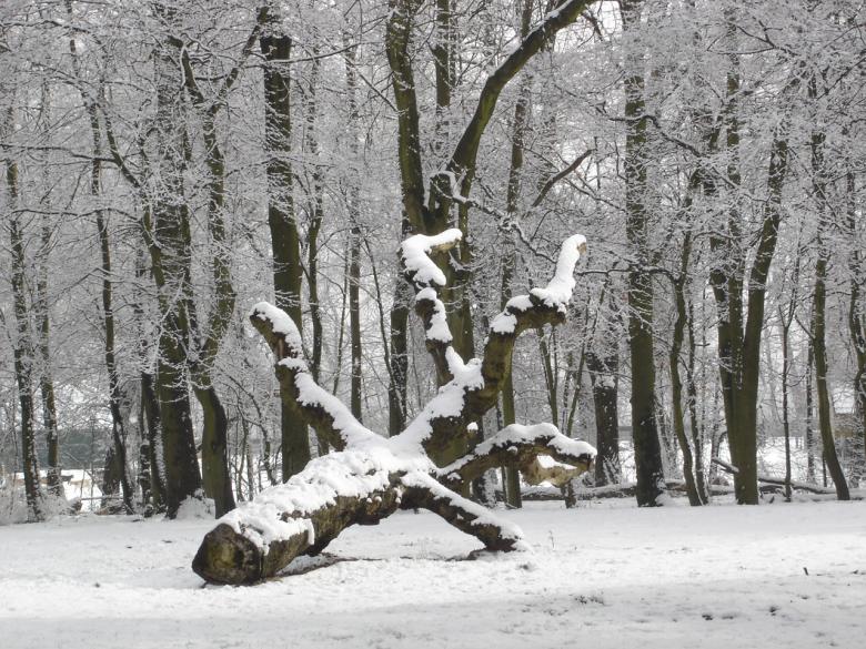 Free stock image of Winter branch created by Katarzyna Kozłowska