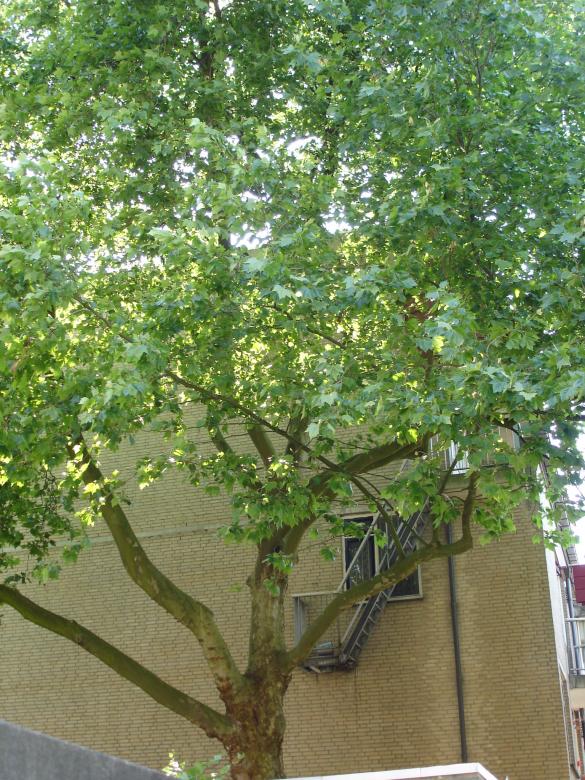 Free stock image of Nature in the city created by Katarzyna Kozłowska