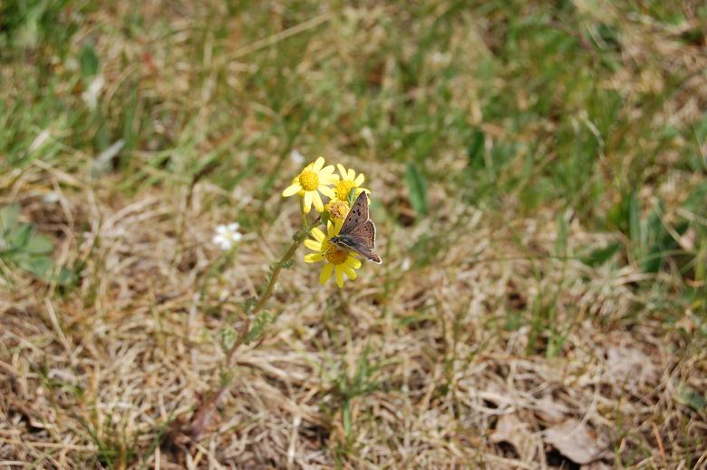 Free stock image of Flower and butterfly created by Katarzyna Kozłowska