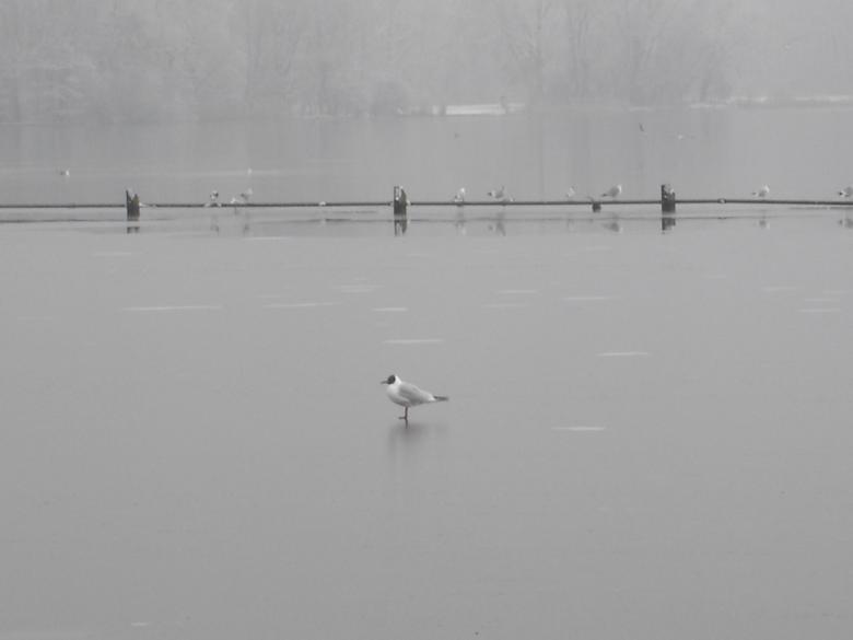 Free stock image of Lonely in winter created by Katarzyna Kozłowska
