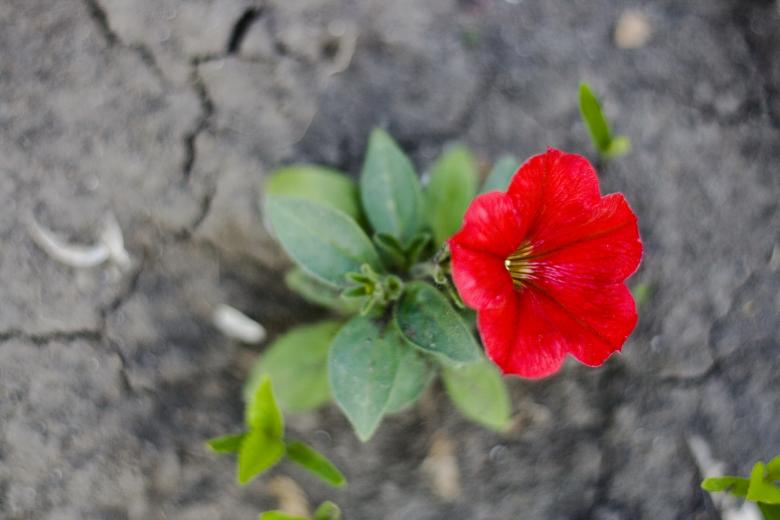 Free stock image of red flower created by 2happy