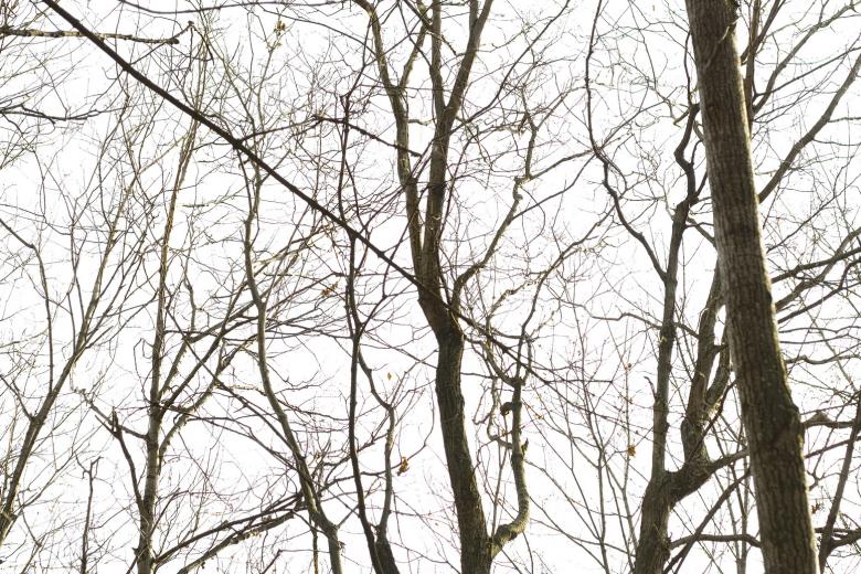 Free stock image of tree silhouette created by 2happy