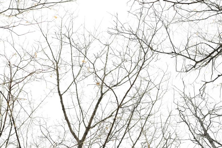 Free stock image of tree silhouette created by 2happy