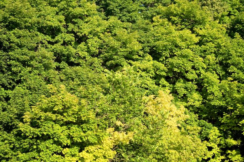 Free stock image of forest background created by 2happy