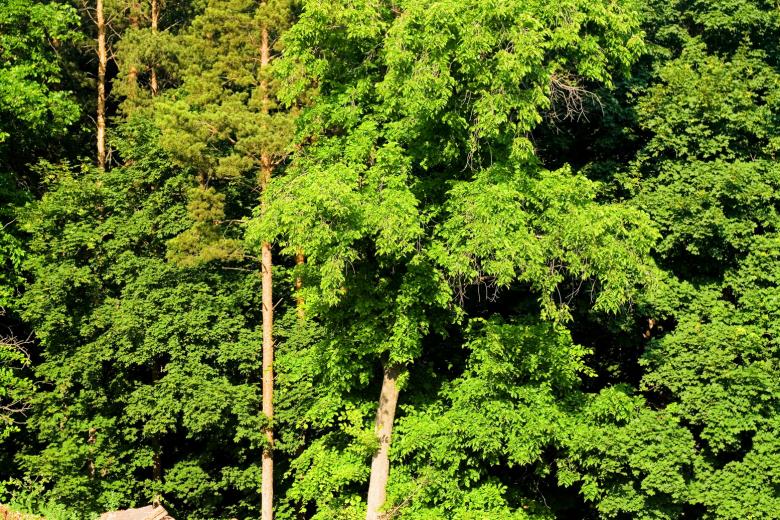 Free stock image of forest background created by 2happy