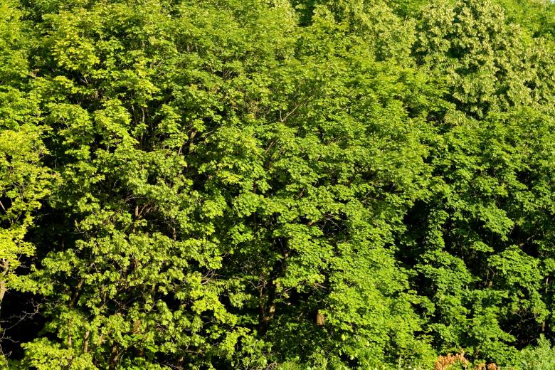 Free stock image of forest background created by 2happy