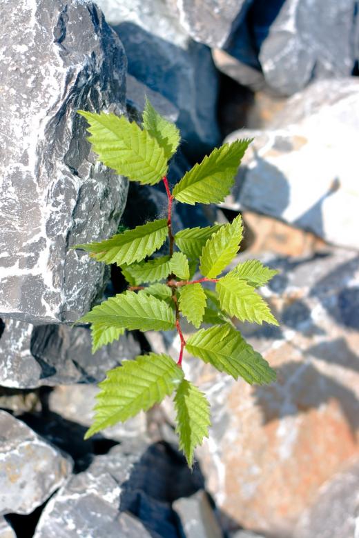 Free stock image of plant &amp; stones created by 2happy
