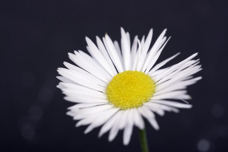 Free stock image of camomile created by 2happy