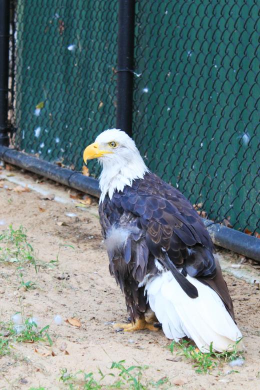 Free stock image of Eagle with a broken wing created by Val Lawless