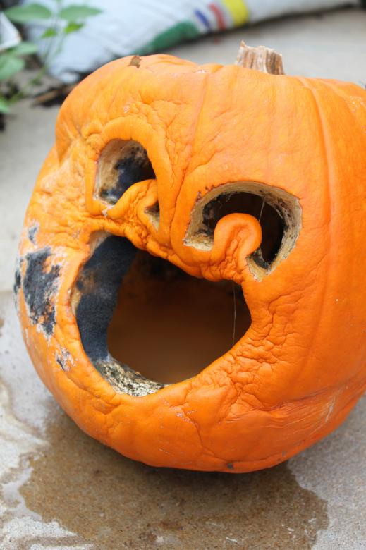 Free stock image of Rotten pumpkin created by Val Lawless