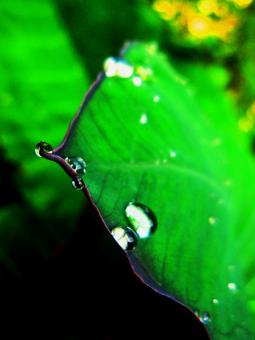 Free Stock Photo of Taleus Gandola