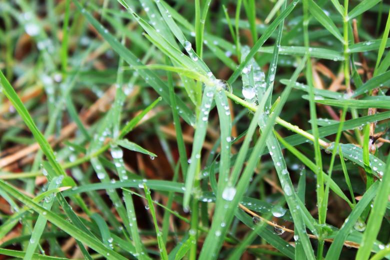 Free stock image of Wet grass created by Val Lawless