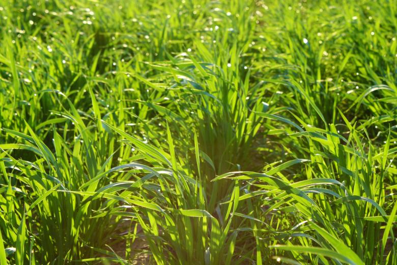 Free stock image of Grass background created by Val Lawless