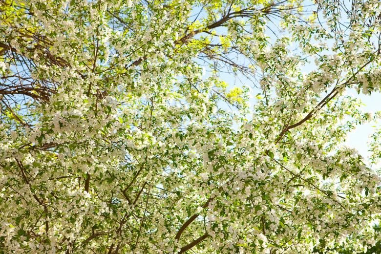Free stock image of flowers created by 2happy