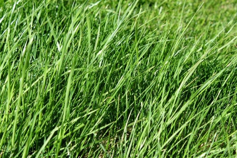 Free stock image of Green grass created by Val Lawless
