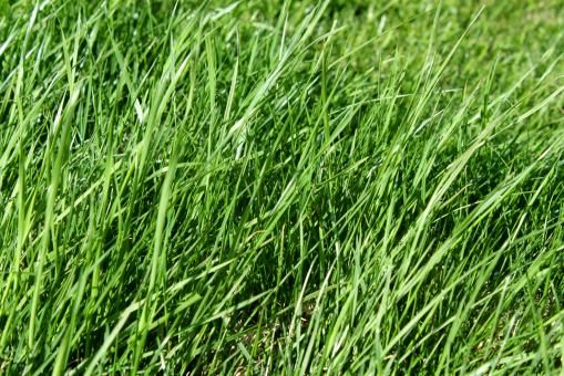 Free Stock Photo of Green grass